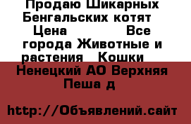 Продаю Шикарных Бенгальских котят › Цена ­ 17 000 - Все города Животные и растения » Кошки   . Ненецкий АО,Верхняя Пеша д.